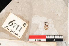 Foto (Detailansicht) von Sphaeria palaeodaphnes Ettingshausen (NHMW-GEO-2024-0188-6711)